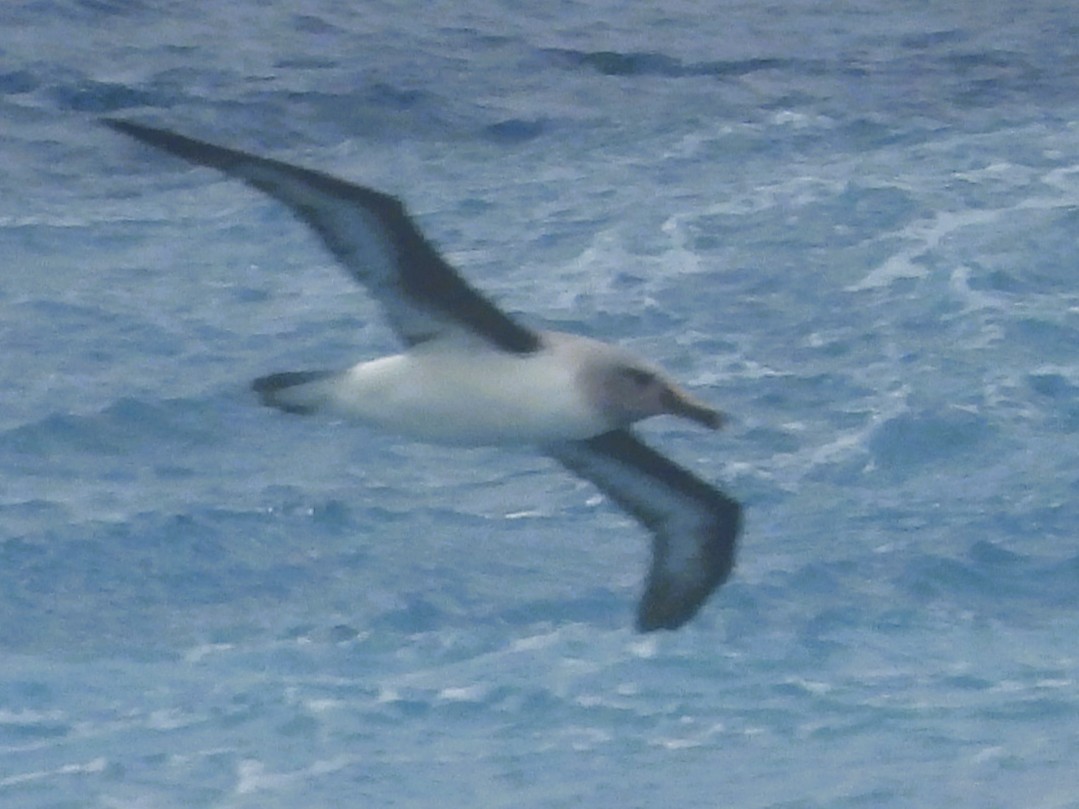 Boz Başlı Albatros - ML645221004