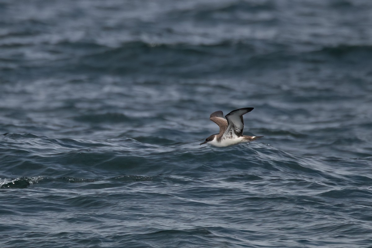 buřňák velký - ML645221046