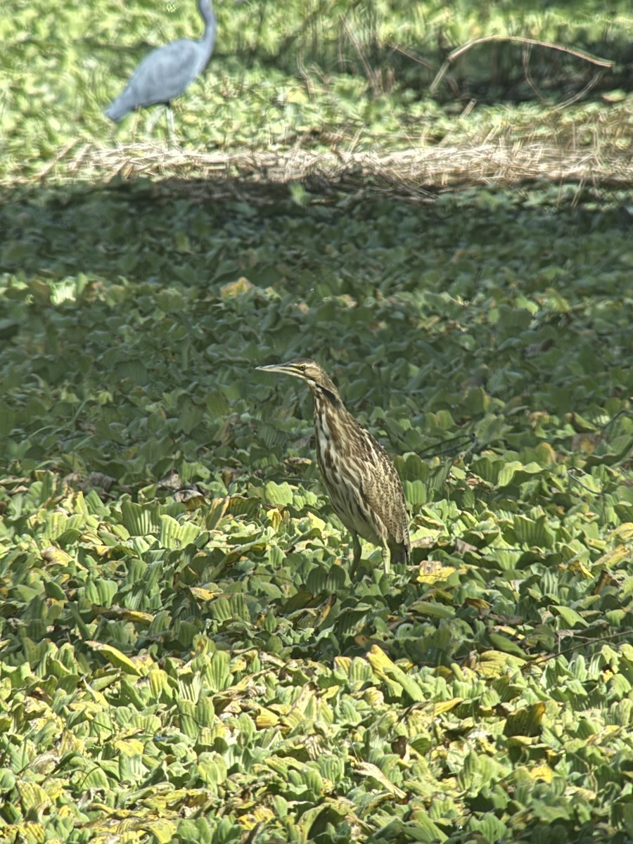 American Bittern - ML645221047