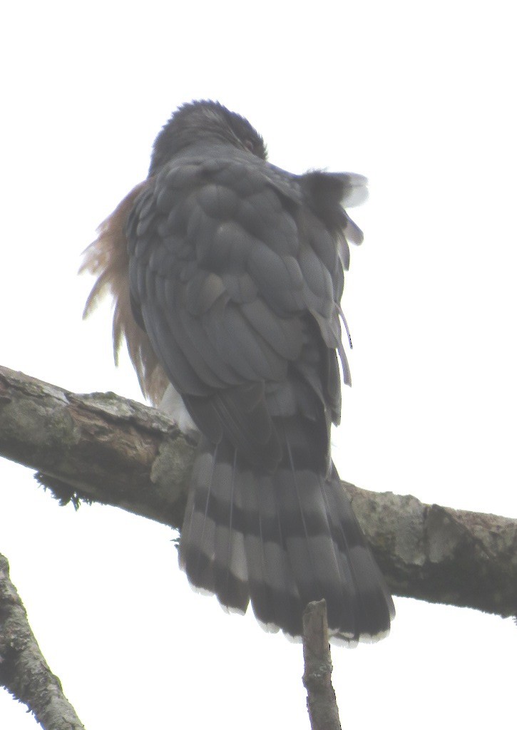 Cooper's Hawk - ML645221048