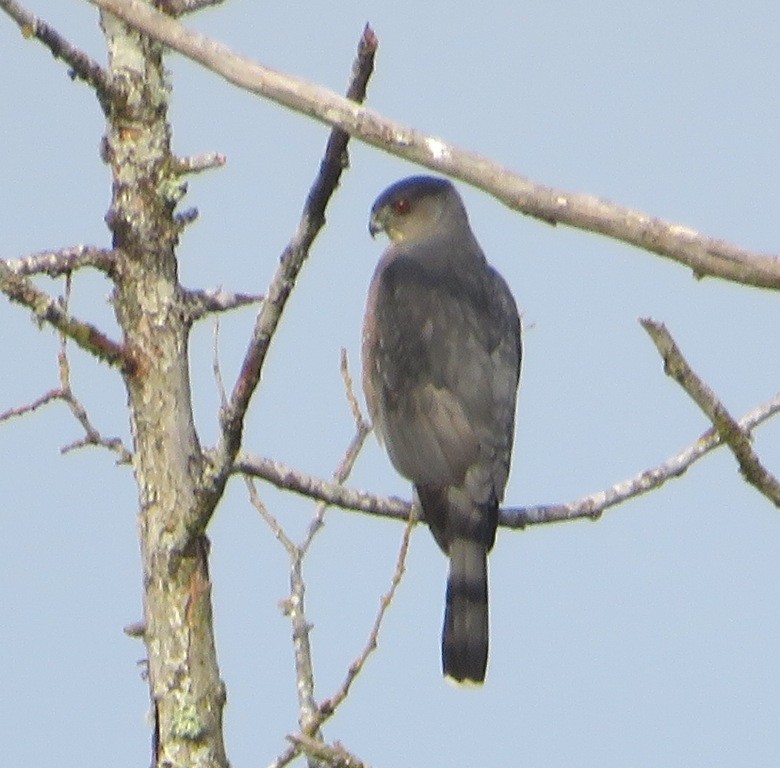 Cooper's Hawk - ML645221049