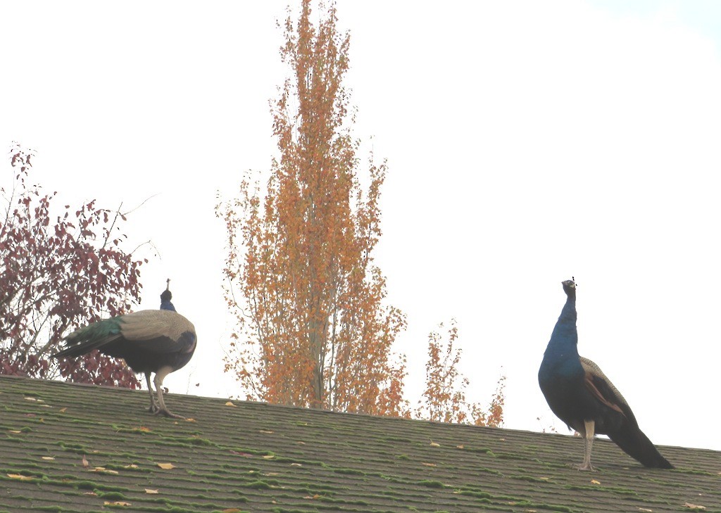 Indian Peafowl - ML645221052