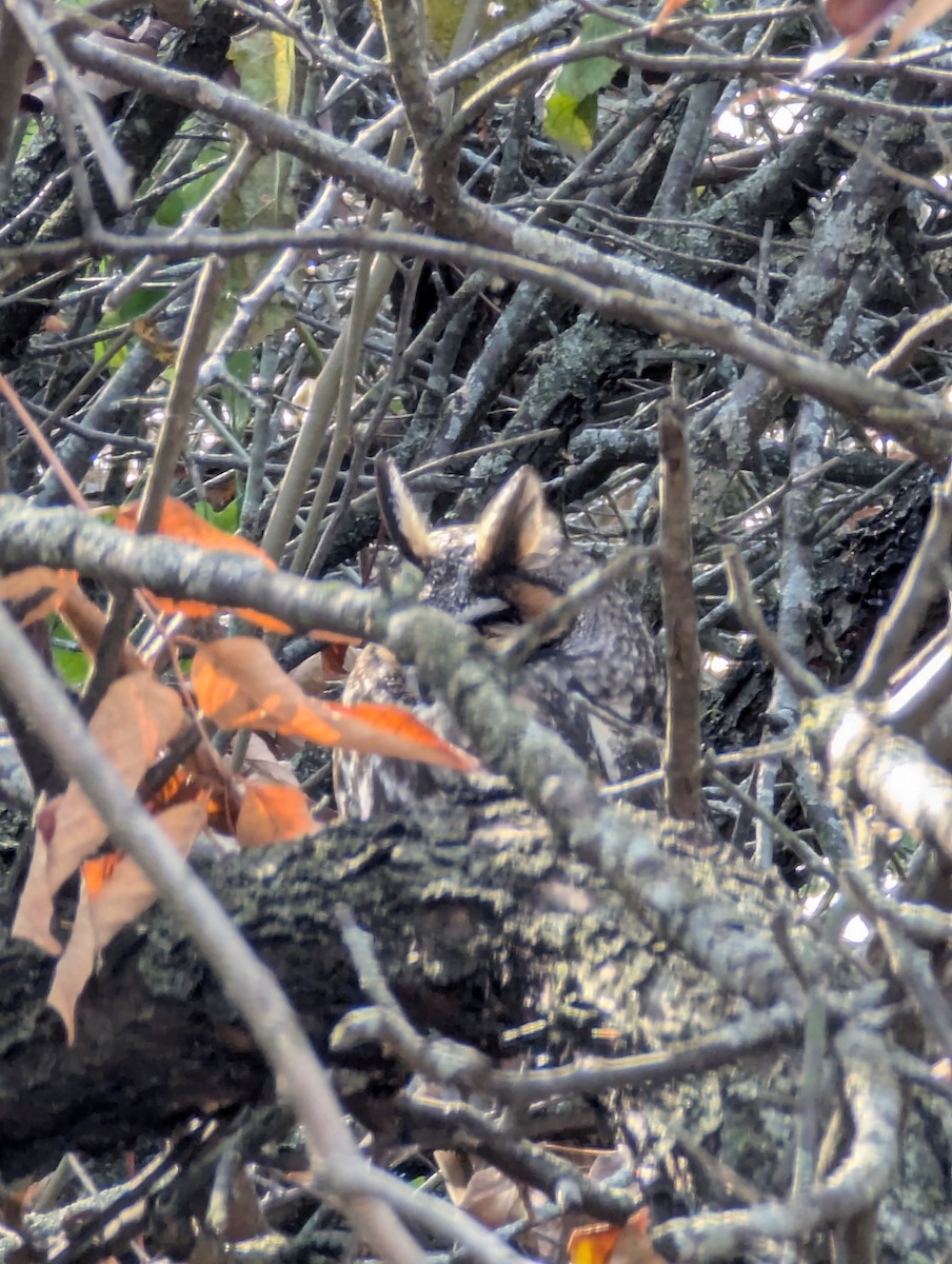 kalous ušatý - ML645221063