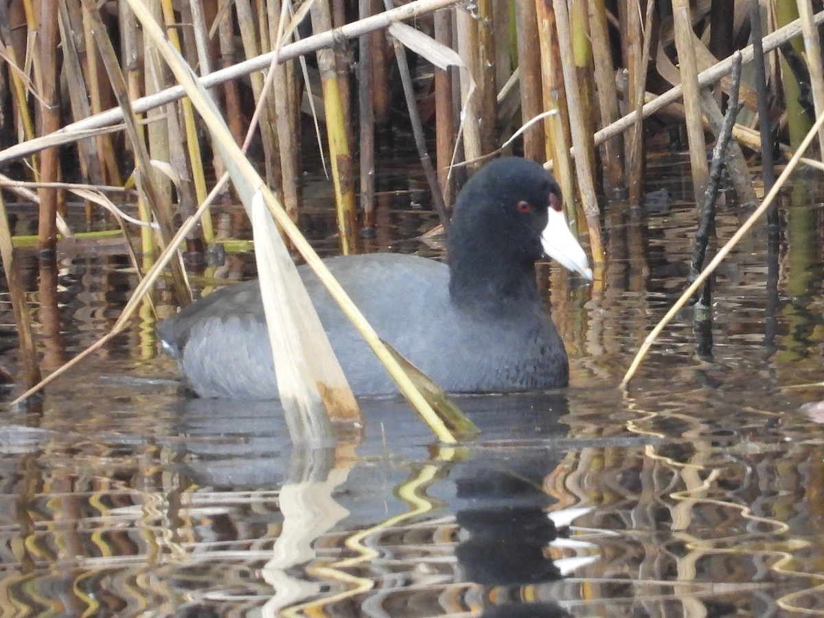 Foulque d'Amérique - ML645221065