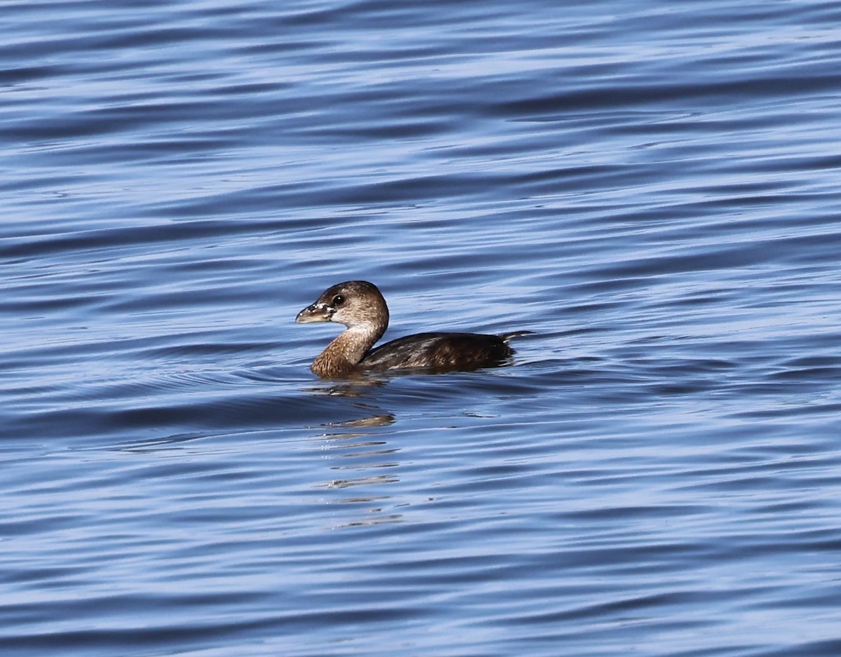 Pied-billed Grebe - ML645221069