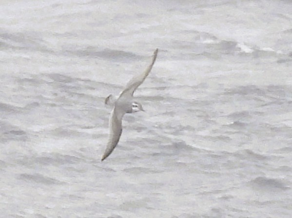 buřňák holubí - ML645221075