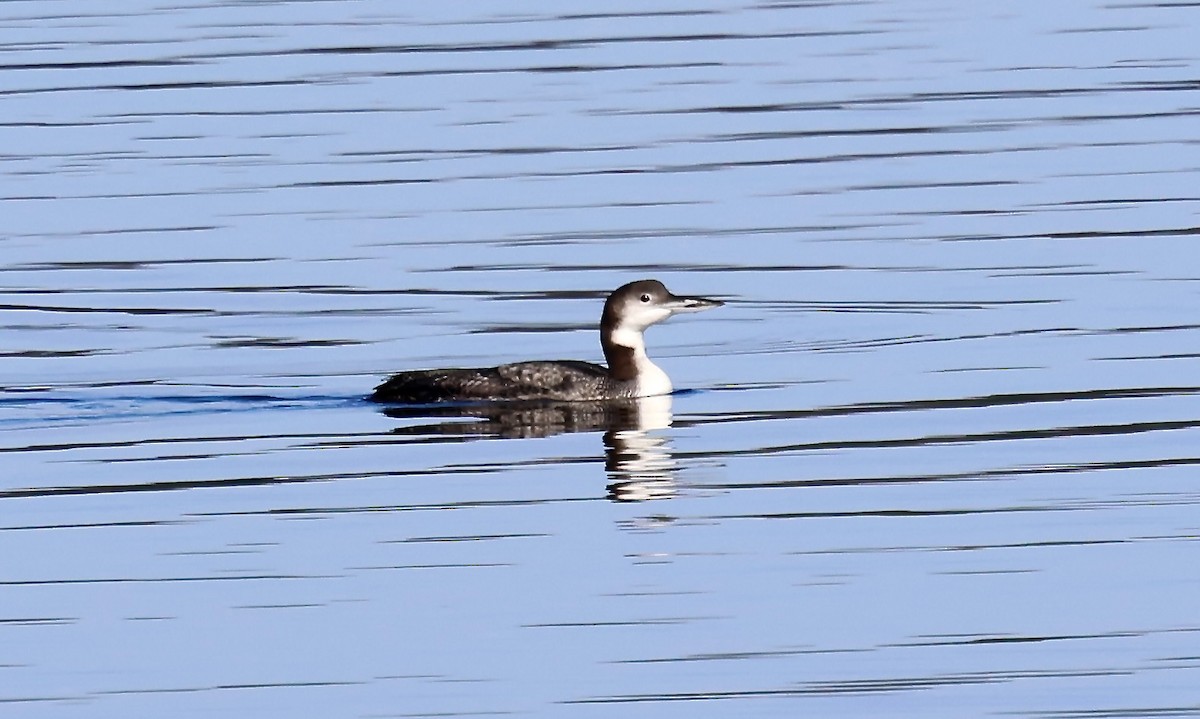 Common Loon - ML645221081