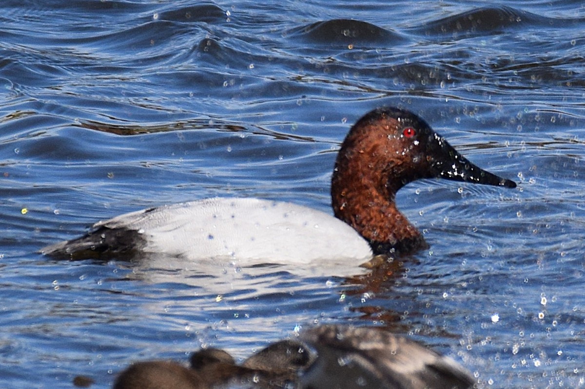 Murgilari bizkarzuria - ML645221082