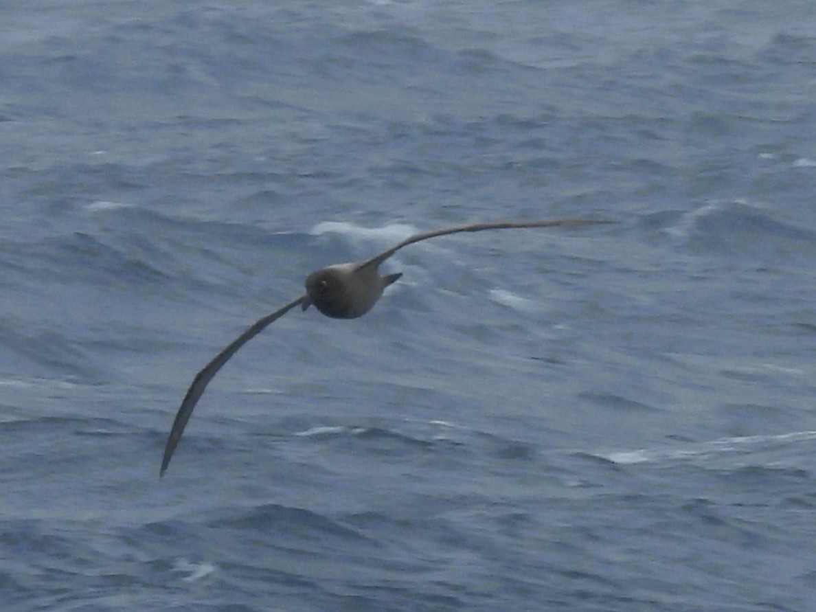 Graumantelalbatros - ML645221084