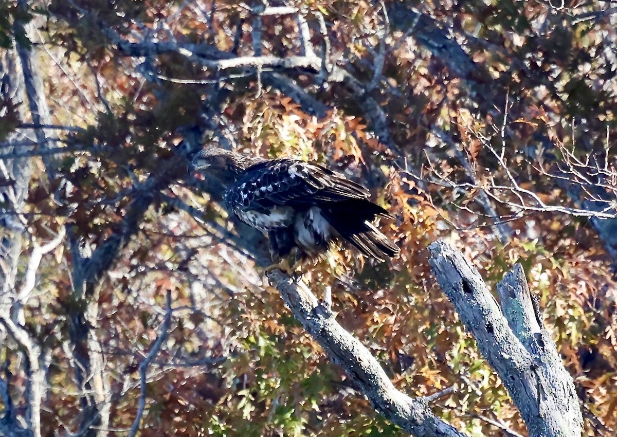 Bald Eagle - ML645221092
