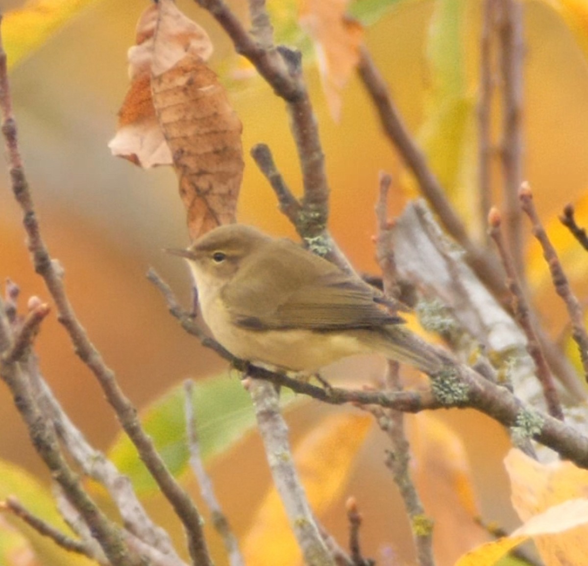 Common Chiffchaff - ML645221108