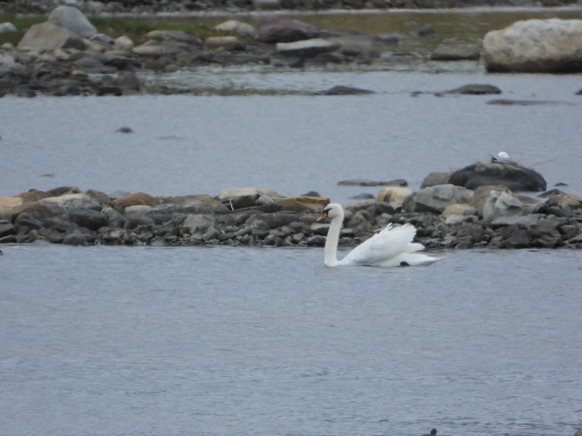 Mute Swan - ML645221111