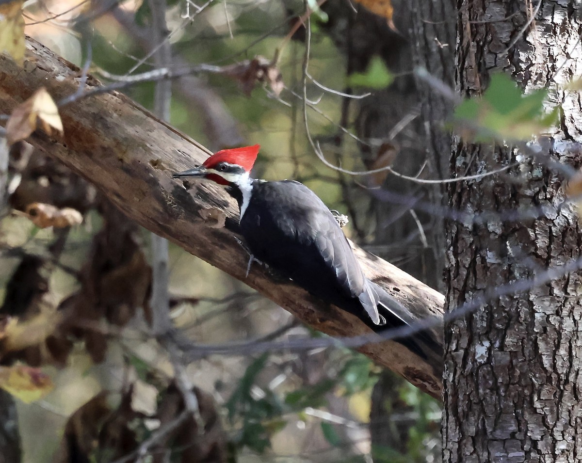 Pileated Woodpecker - ML645221113