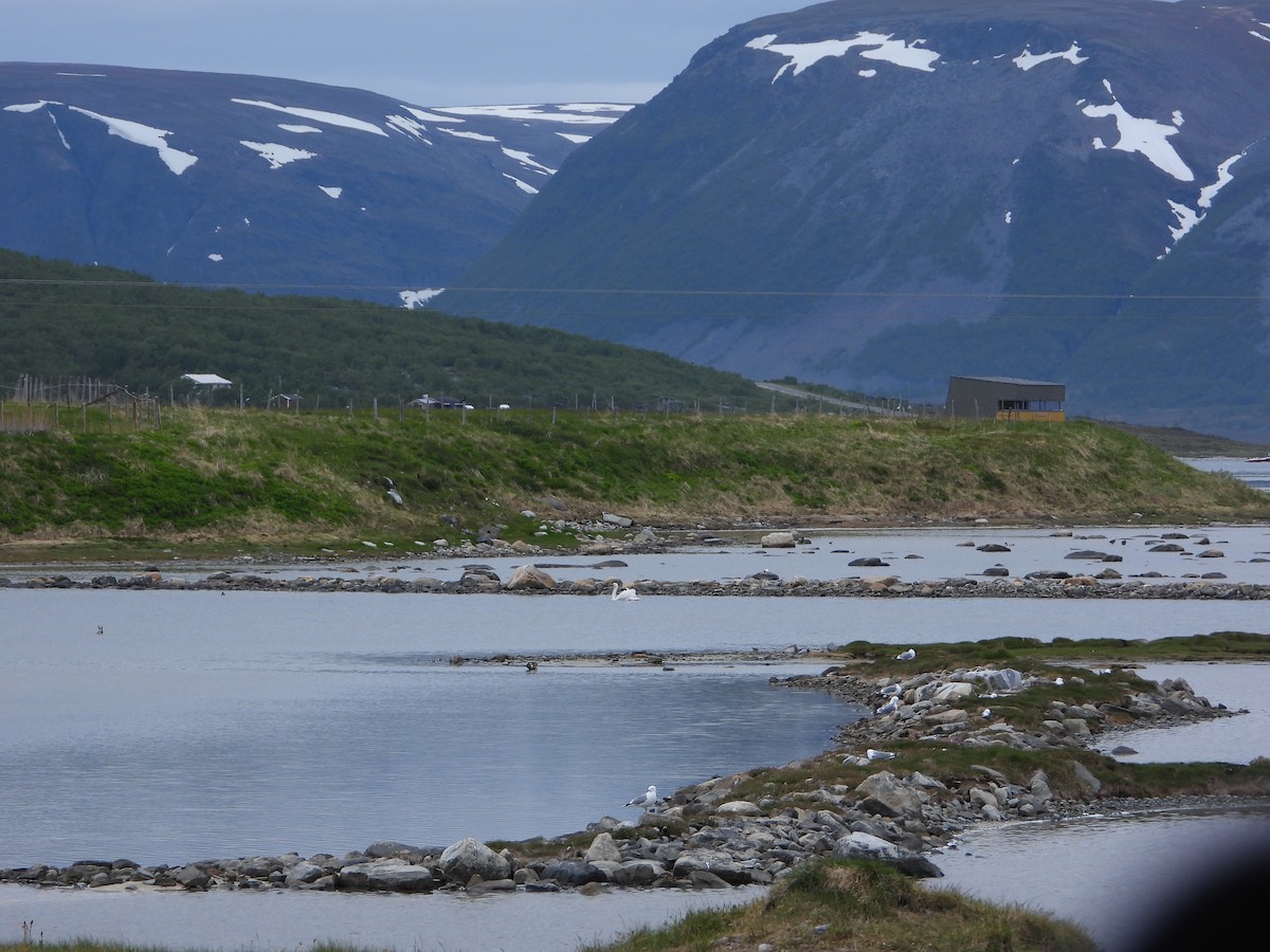 Mute Swan - ML645221114