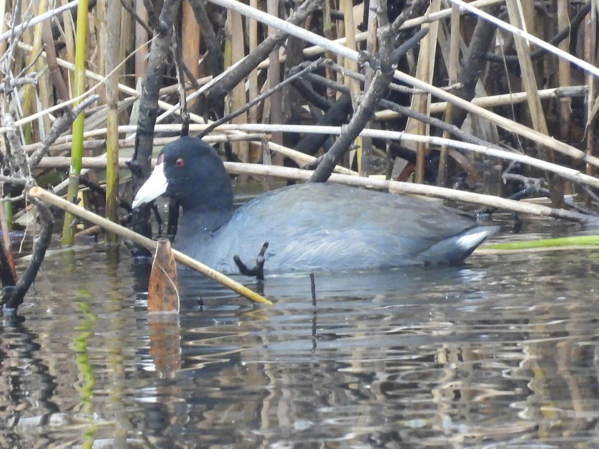 Foulque d'Amérique - ML645221115