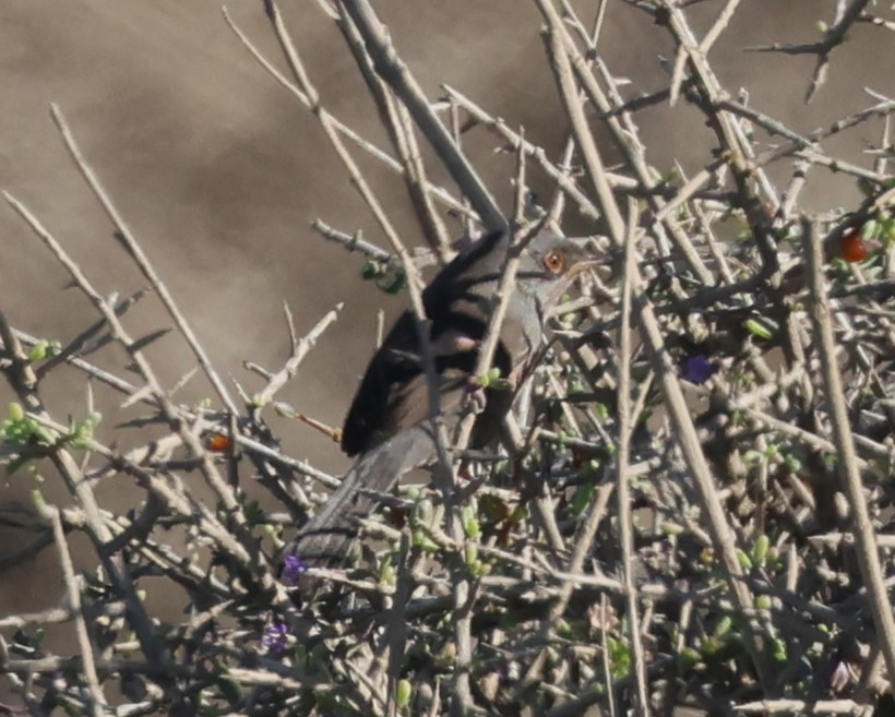 Etze-txinboa - ML645221116