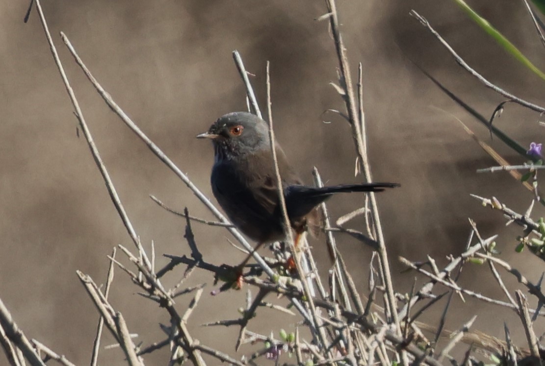 Etze-txinboa - ML645221117