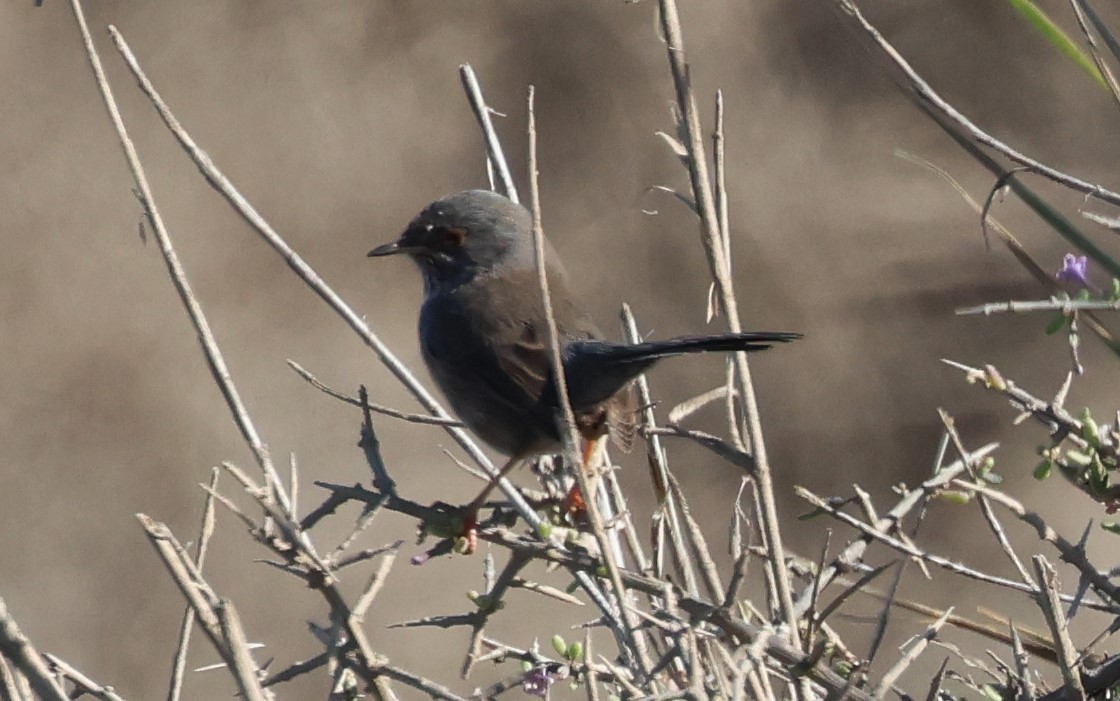 Etze-txinboa - ML645221118