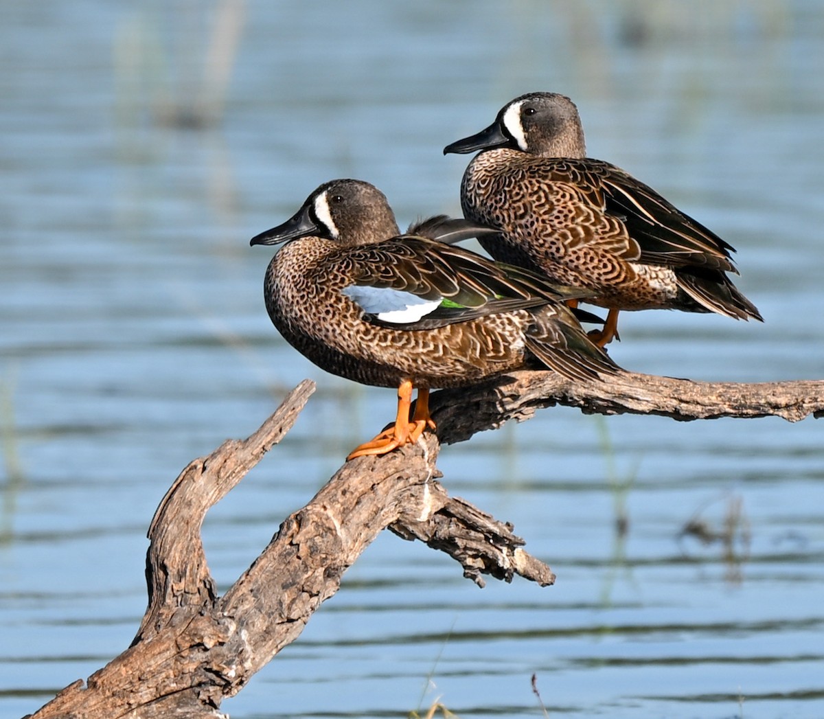 čírka modrokřídlá - ML645221120