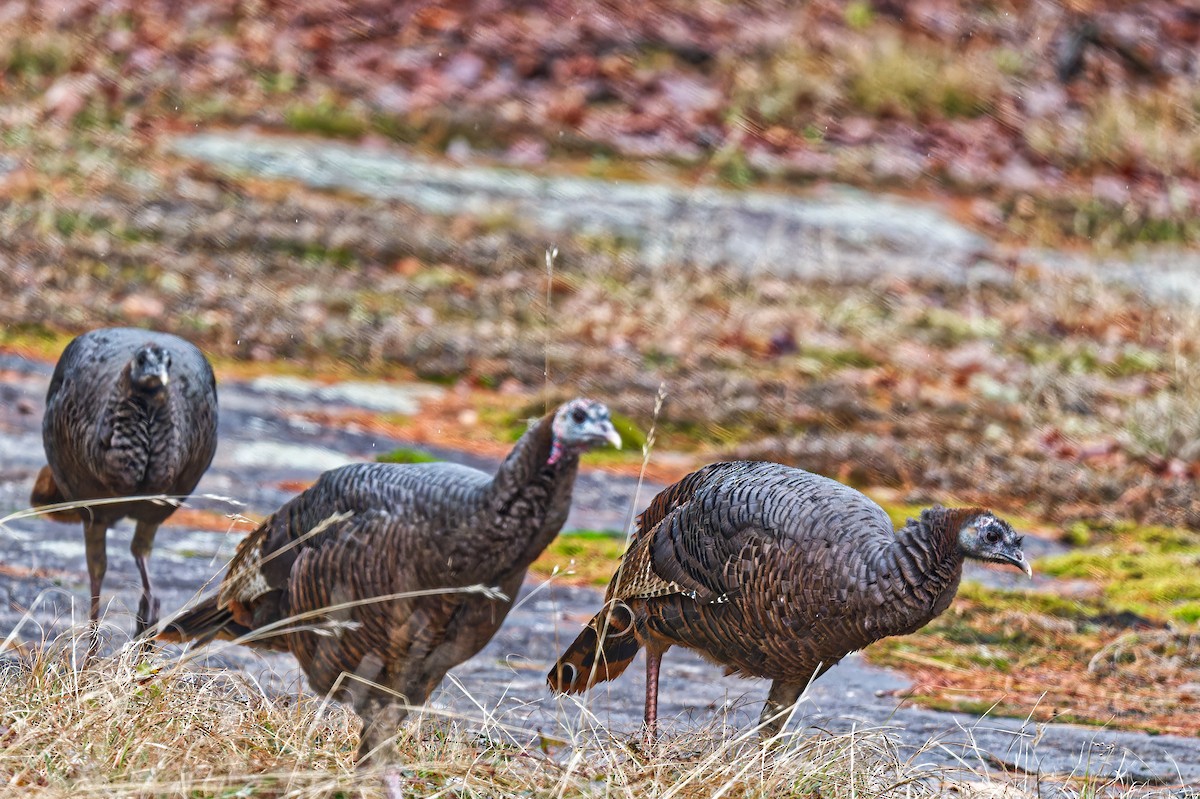 Wild Turkey - ML645221122