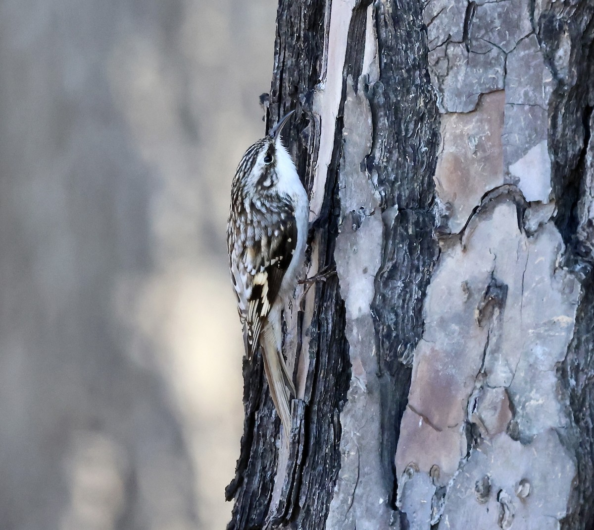 Brown Creeper - ML645221129