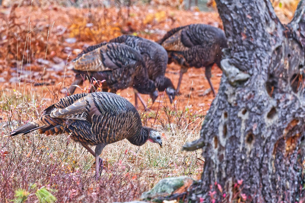 Wild Turkey - ML645221130