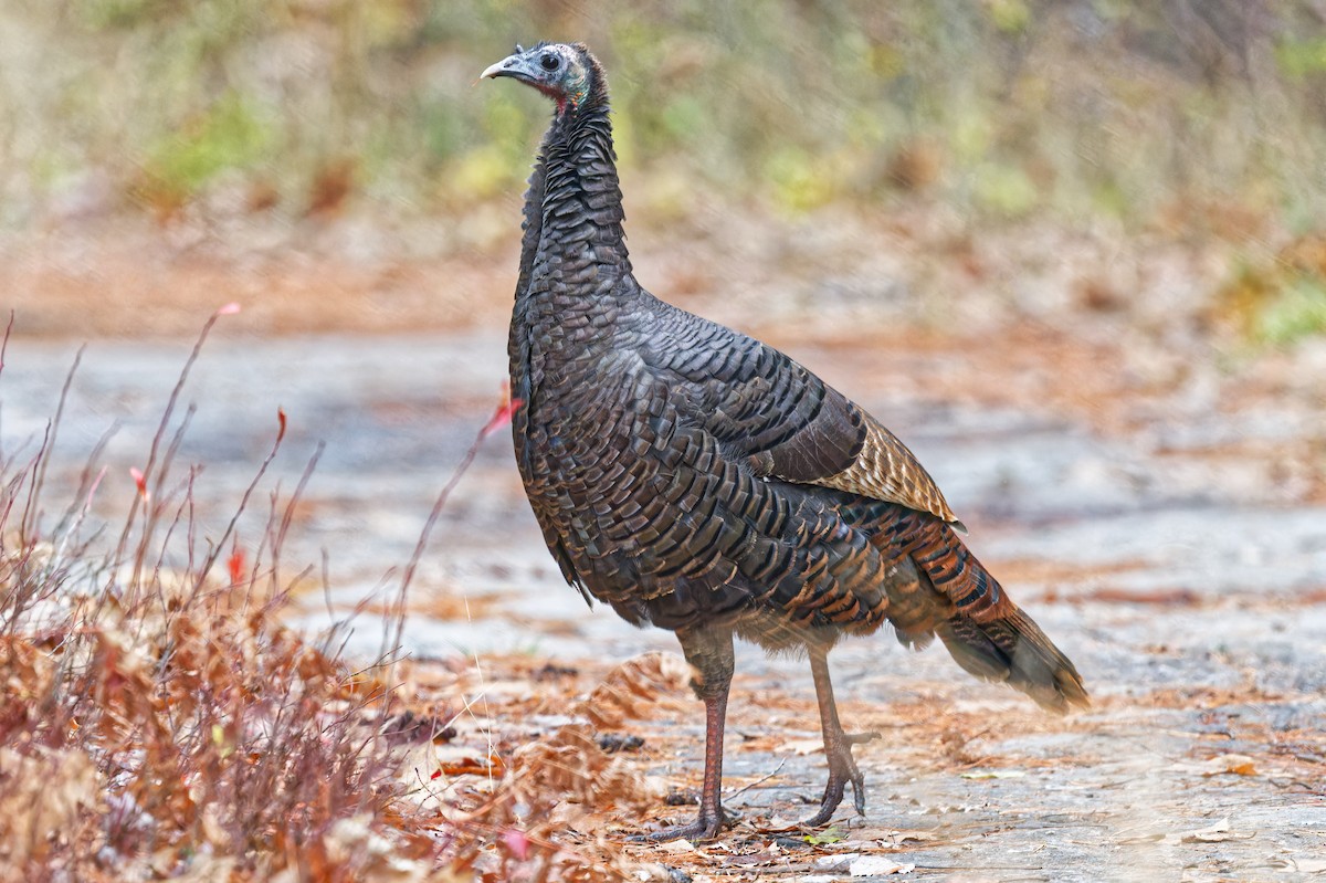 Wild Turkey - ML645221131