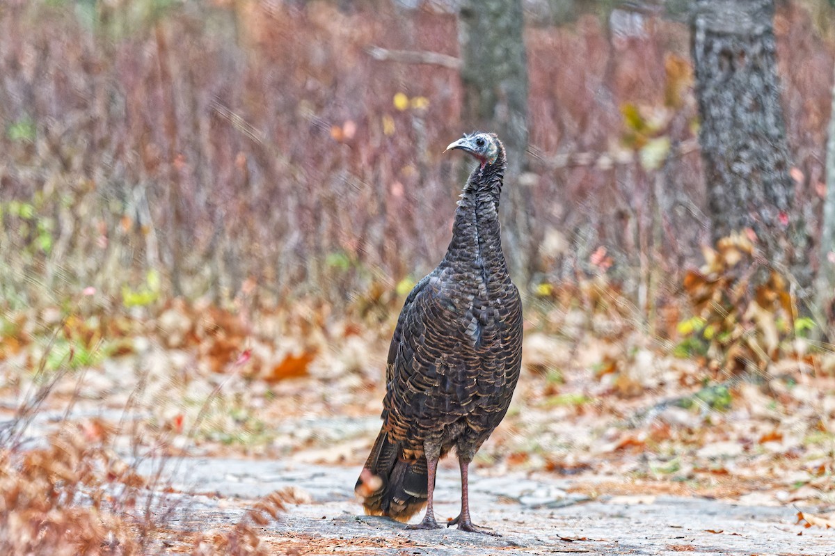 Wild Turkey - ML645221132