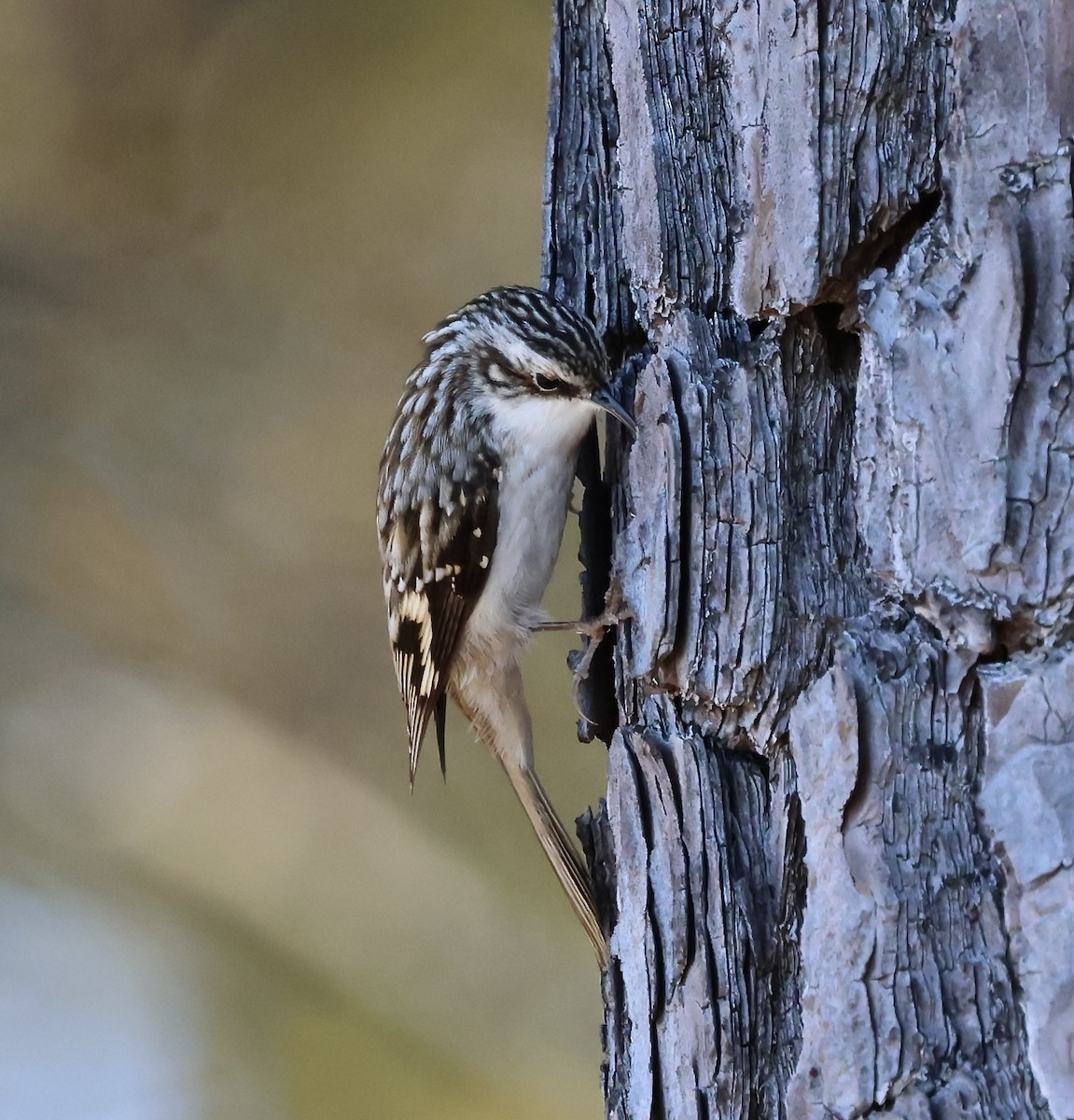 Brown Creeper - ML645221137