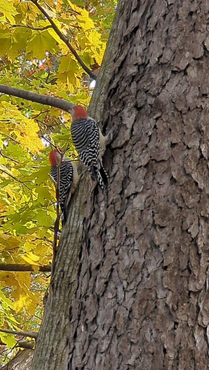 datel karolínský - ML645221139