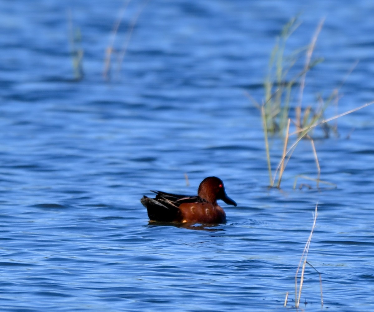 Cinnamon Teal - ML645221141