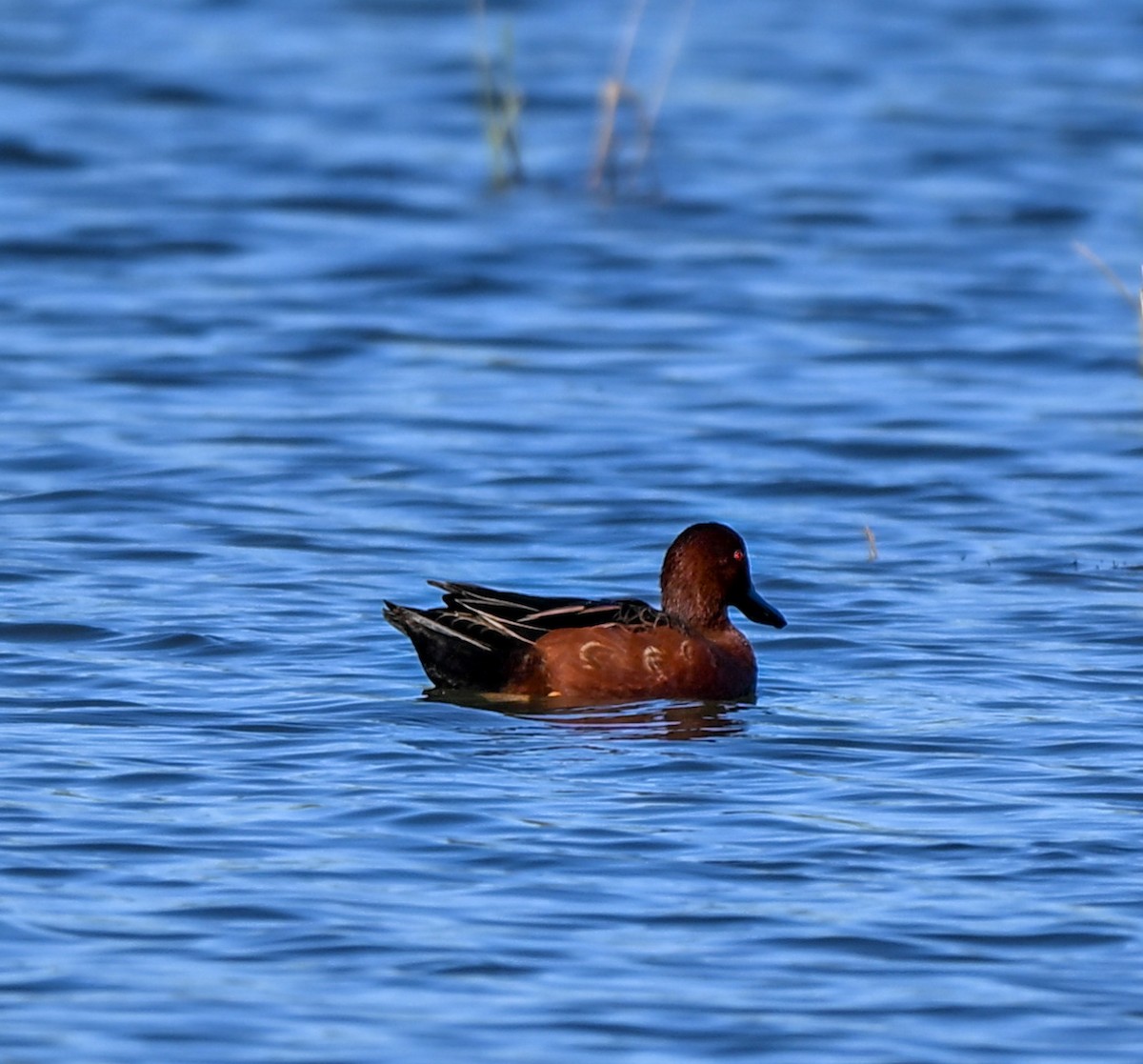 Cinnamon Teal - ML645221142