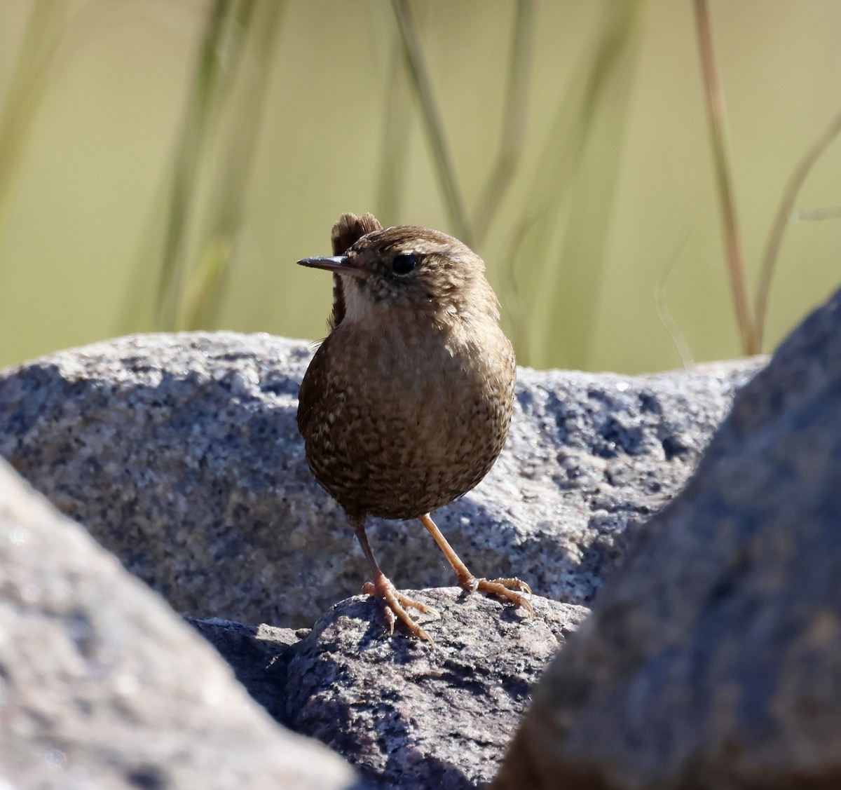 střízlík kanadský - ML645221143