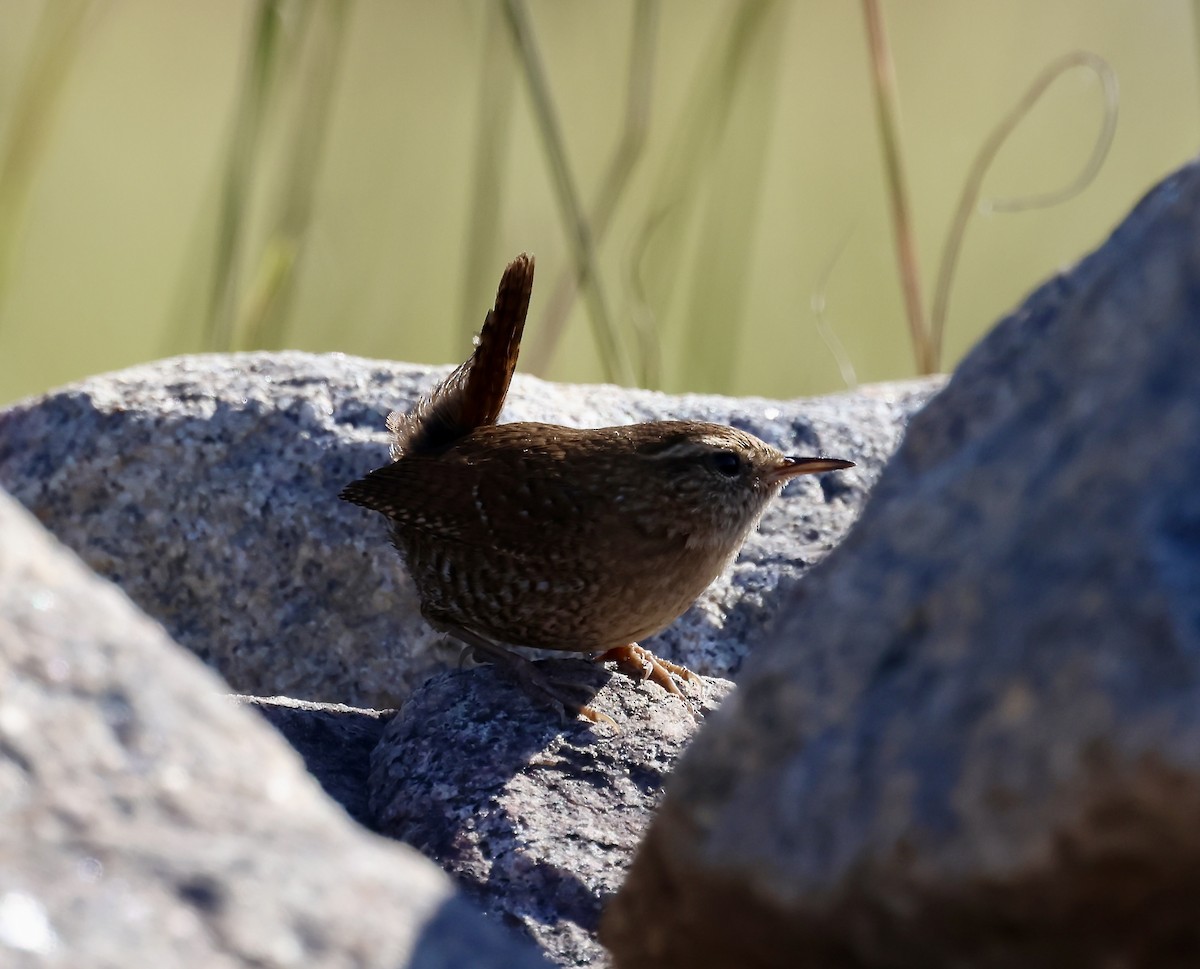 střízlík kanadský - ML645221144