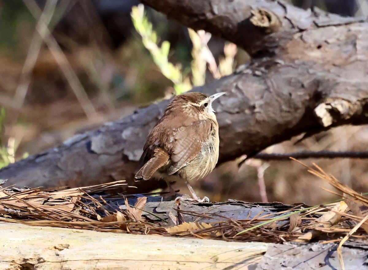Carolina Wren - ML645221148