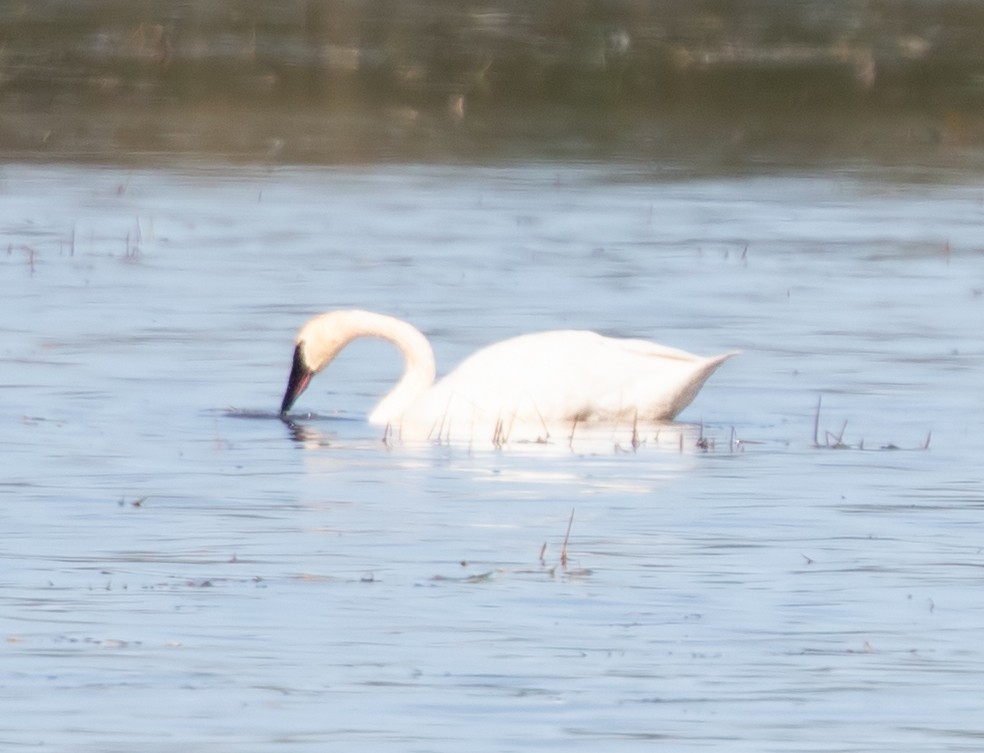 Trumpeter Swan - ML645221168