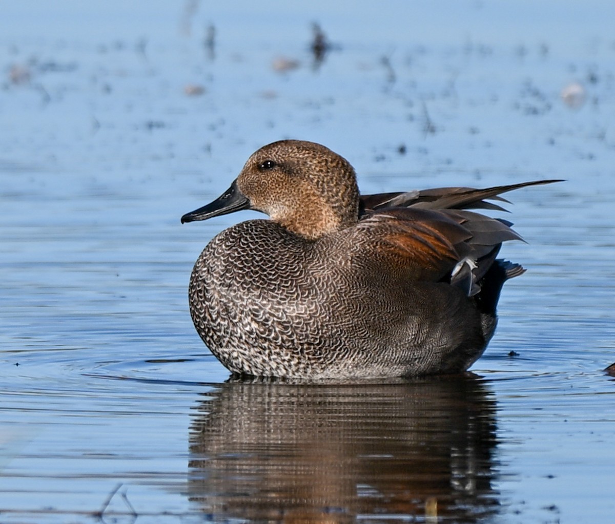 Gadwall - ML645221178