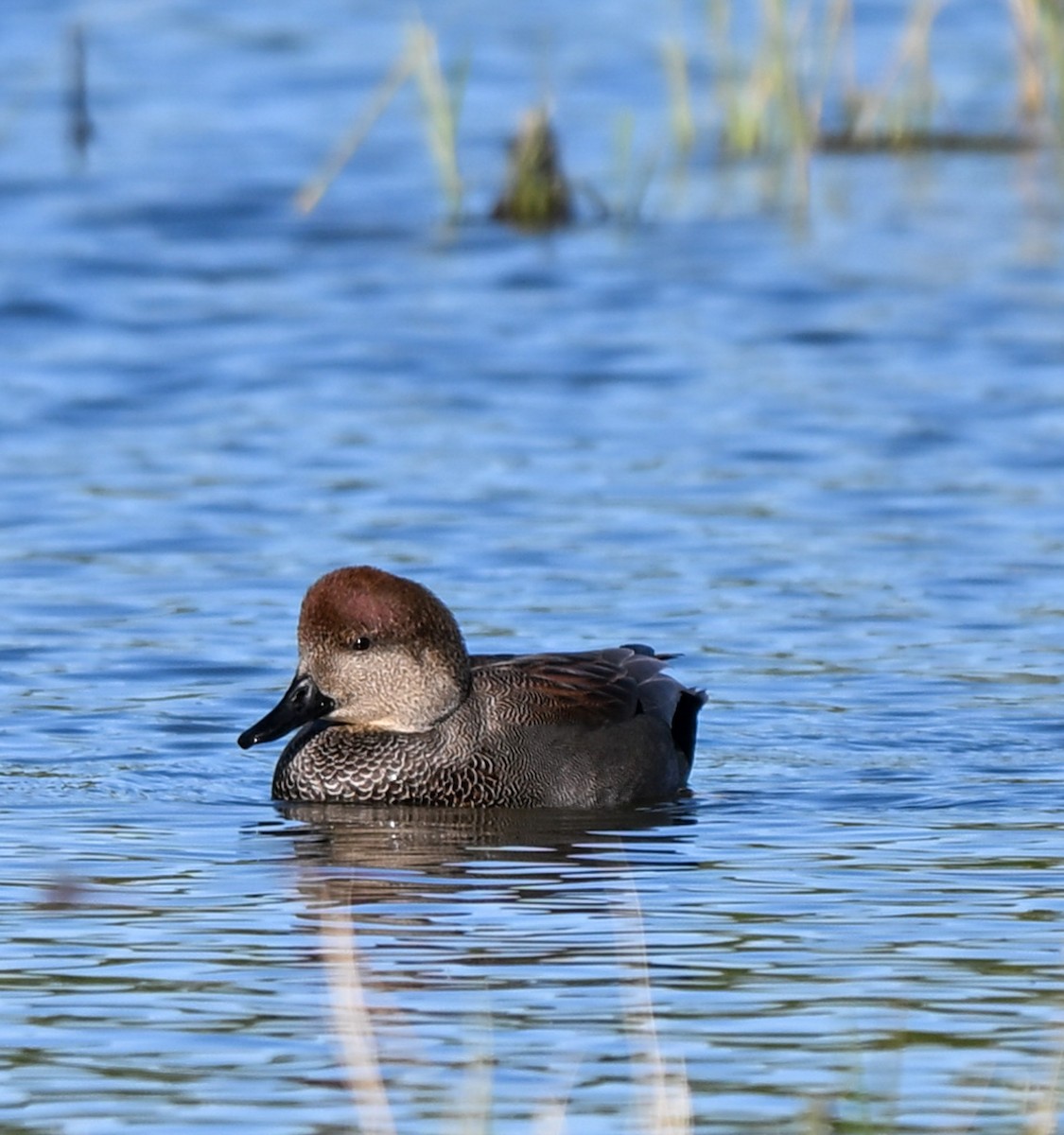 Gadwall - ML645221179