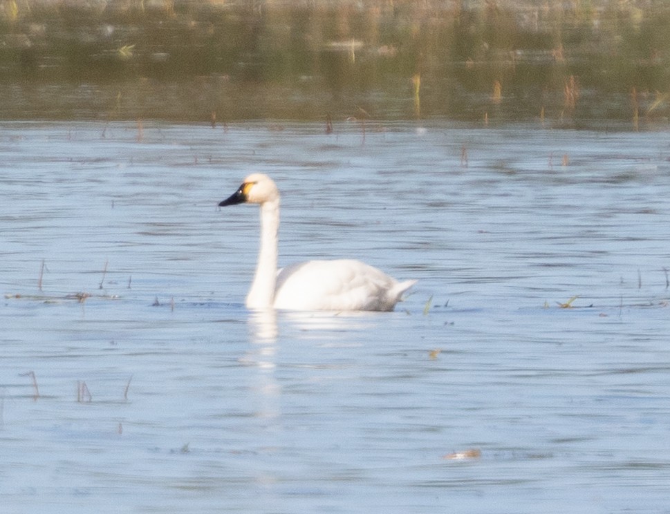 Cigno minore - ML645221180