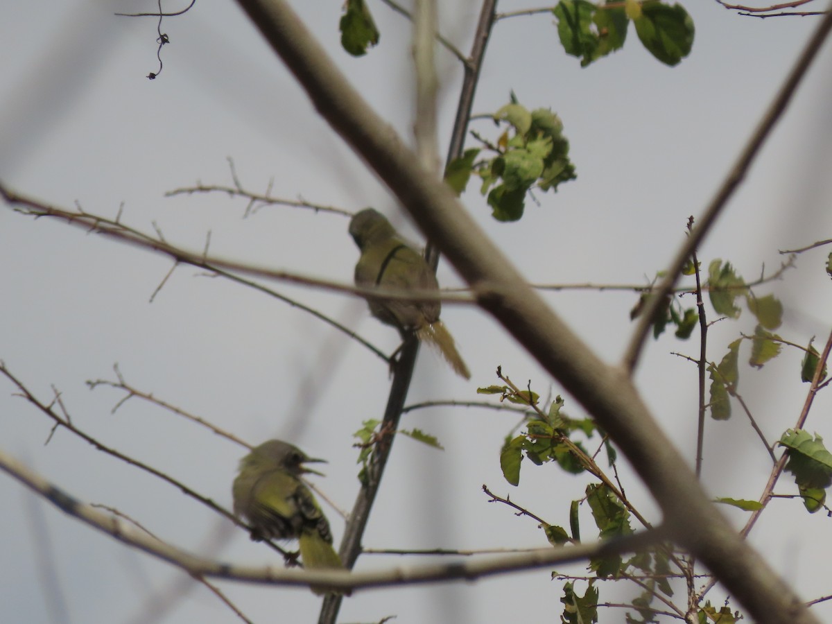 Yellow-breasted Apalis - ML645221181