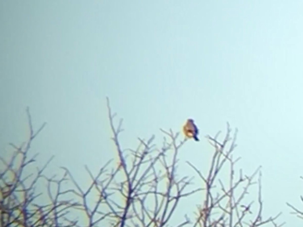 ťuhýk severní - ML645221193