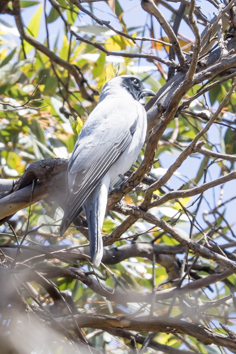 Black-faced Cuckooshrike - ML645221197