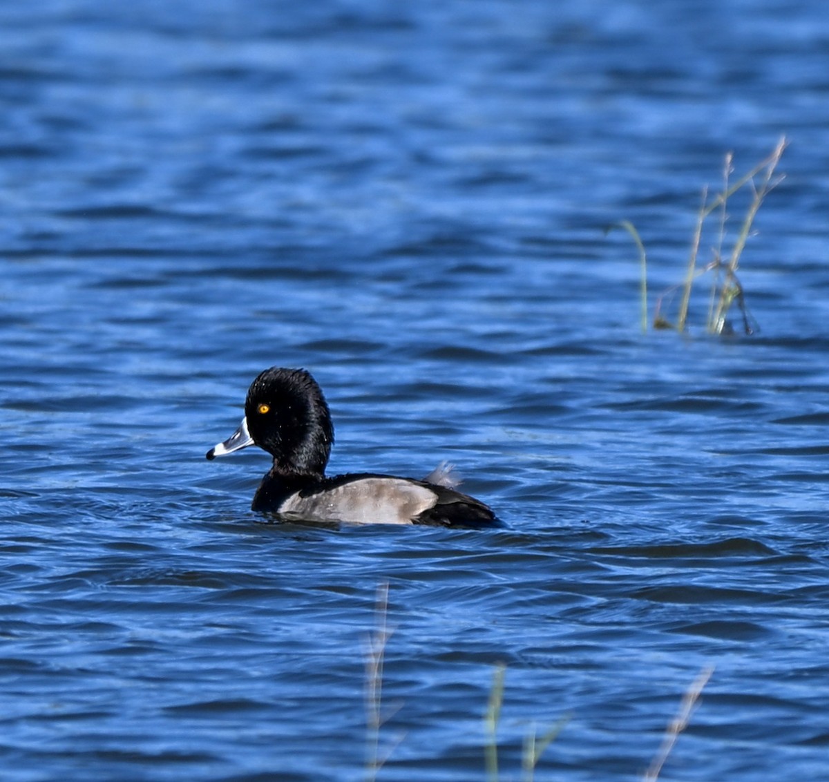 Ring-necked Duck - ML645221199