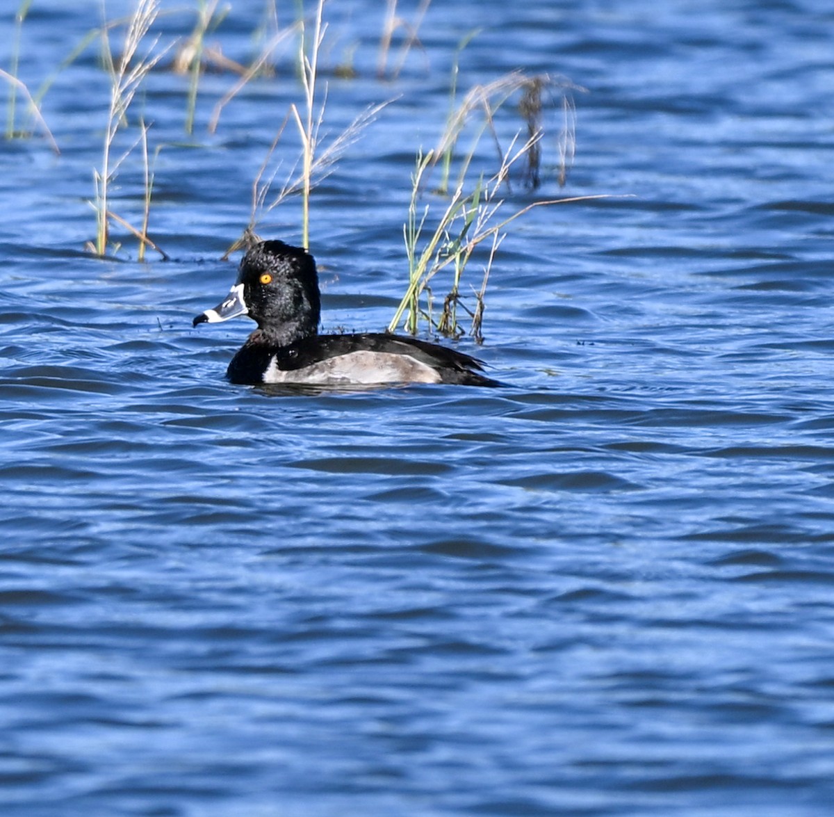 Ring-necked Duck - ML645221200