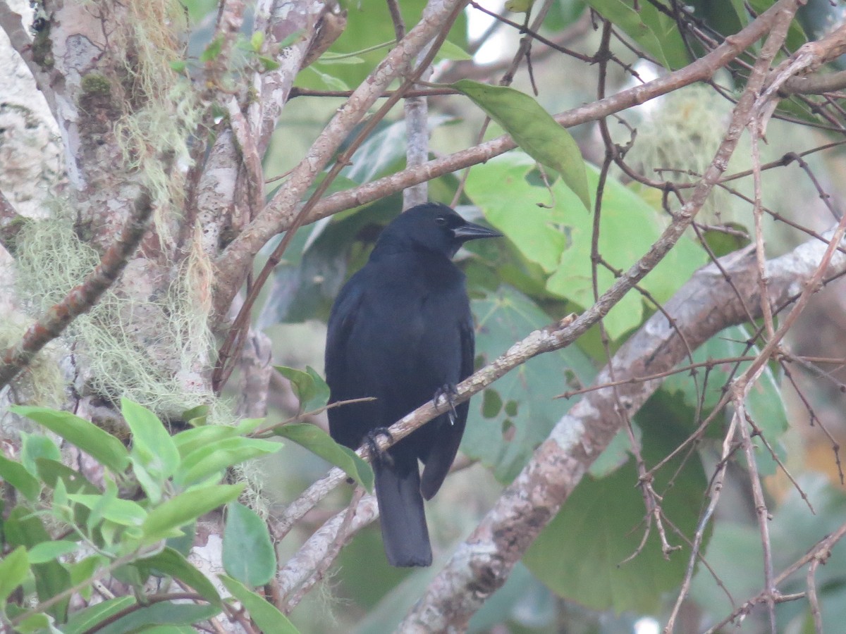 Jamaican Blackbird - ML64522121