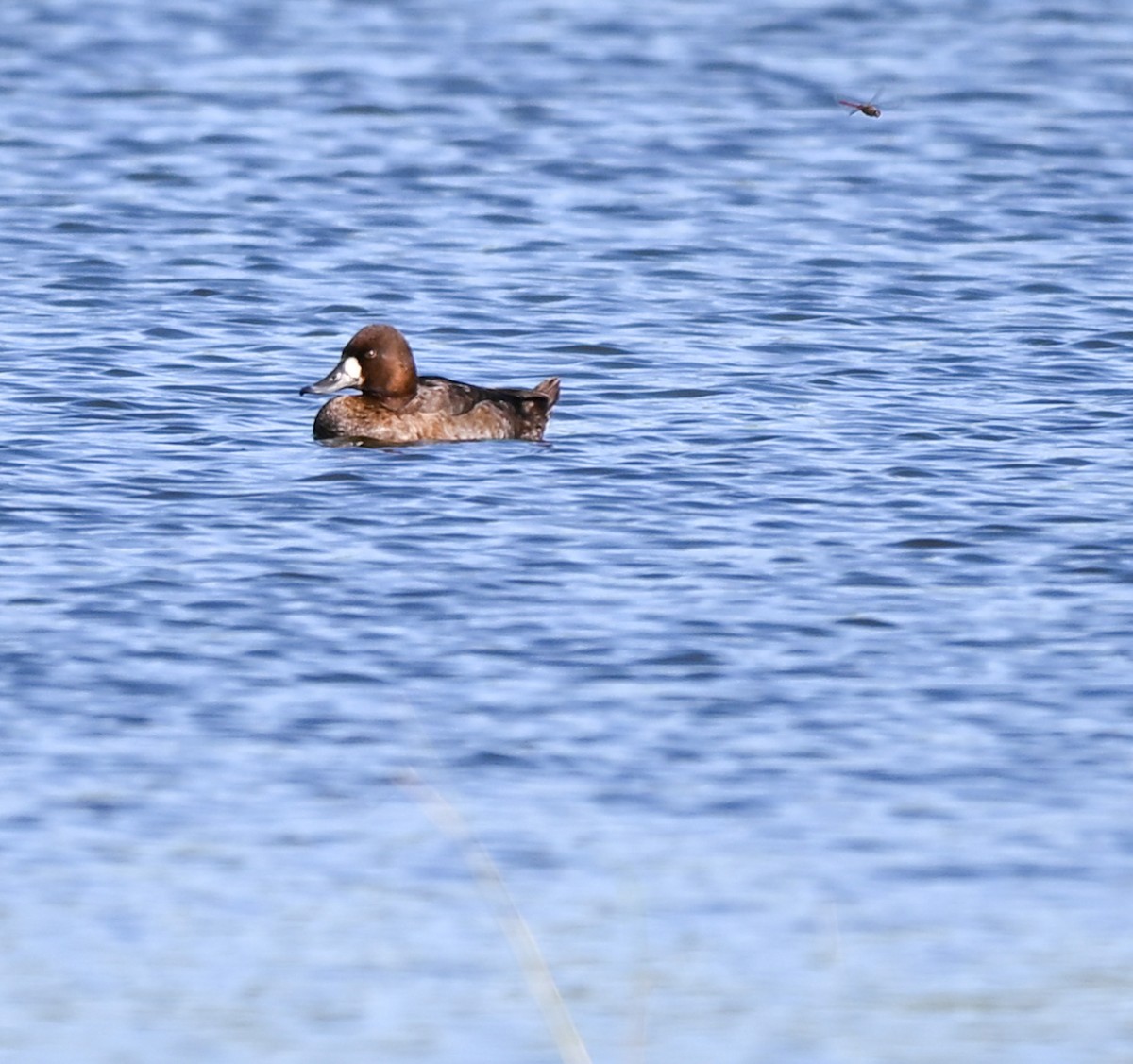 Lesser Scaup - ML645221218