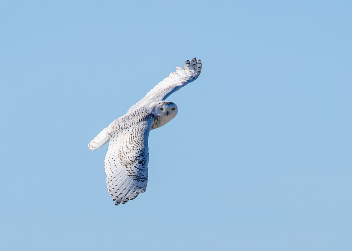Snowy Owl - ML645221220