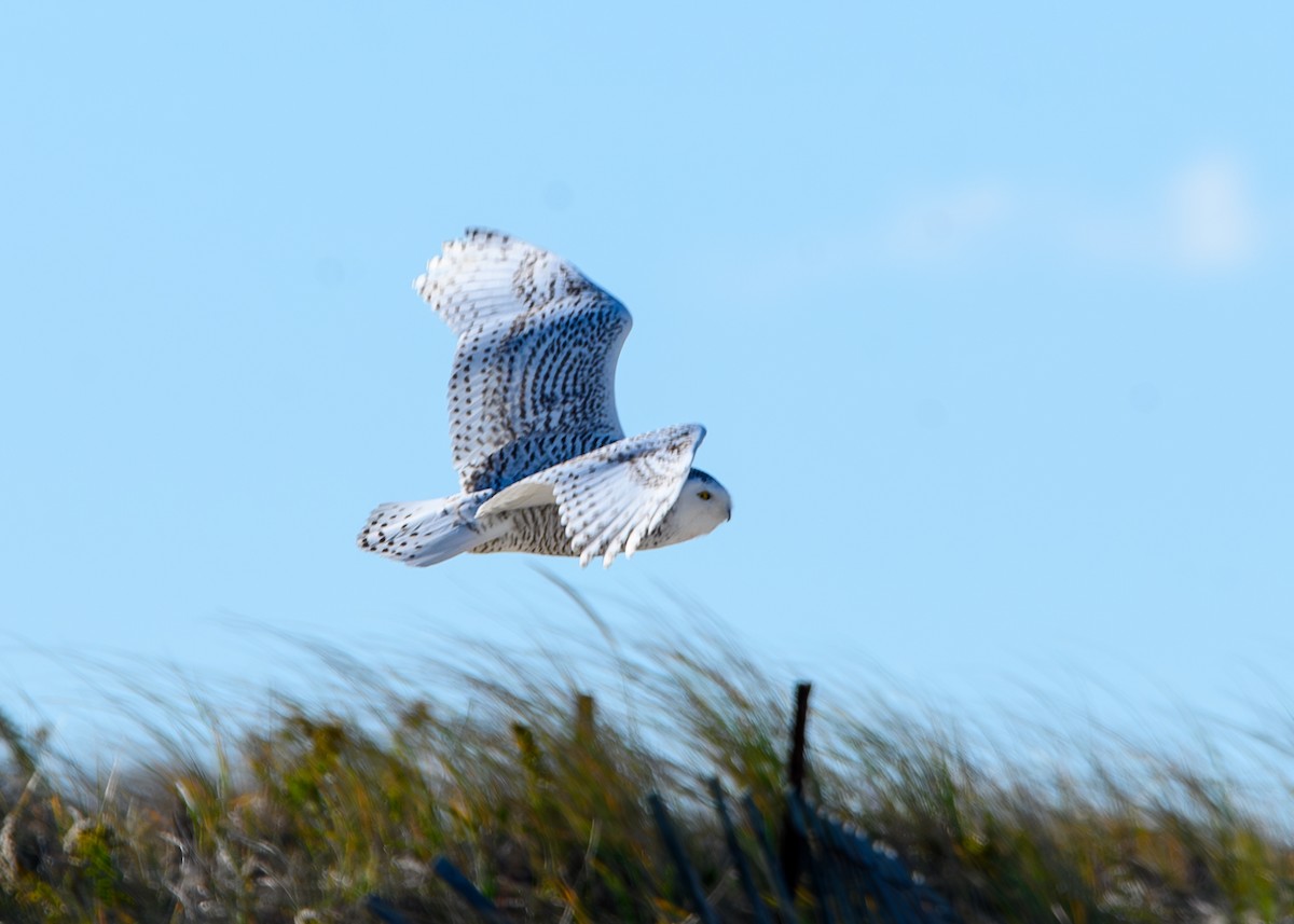 Snowy Owl - ML645221221