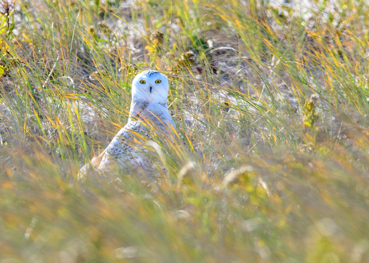 Snowy Owl - ML645221222