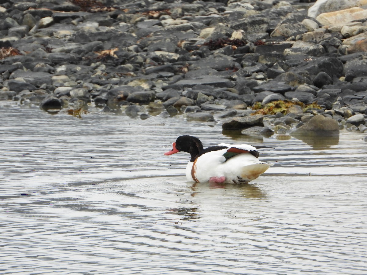 Common Shelduck - ML645221228